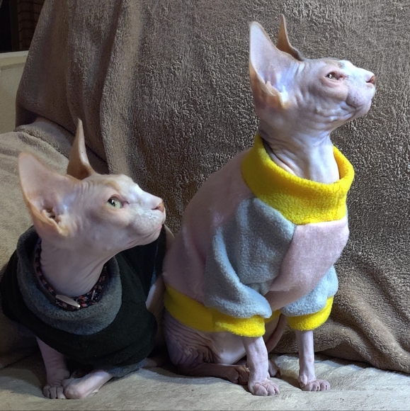 Meet your Posher, Looli - Picture 2 of 4